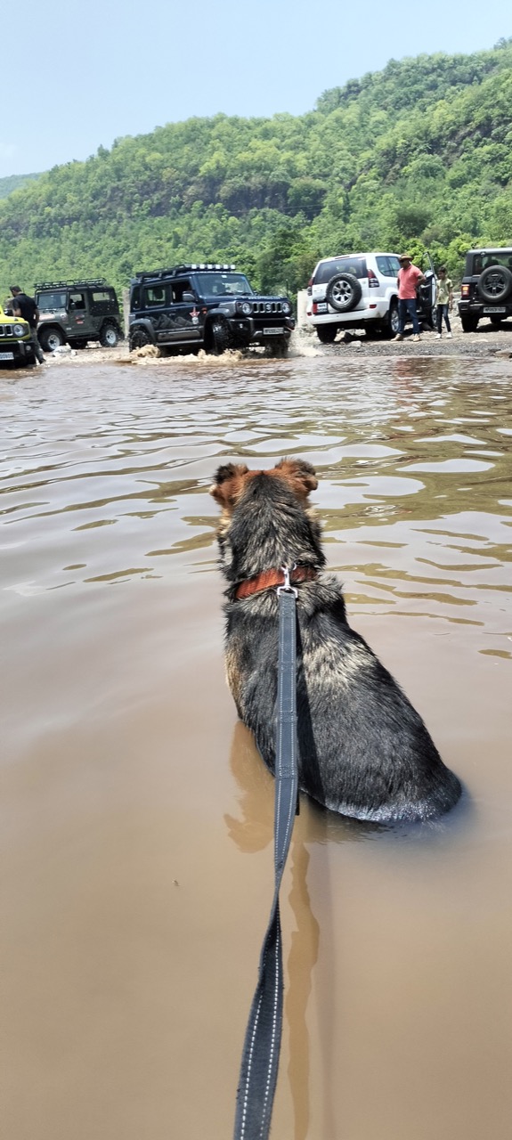 Furventures - Pet Adventures & Events - Photo 91